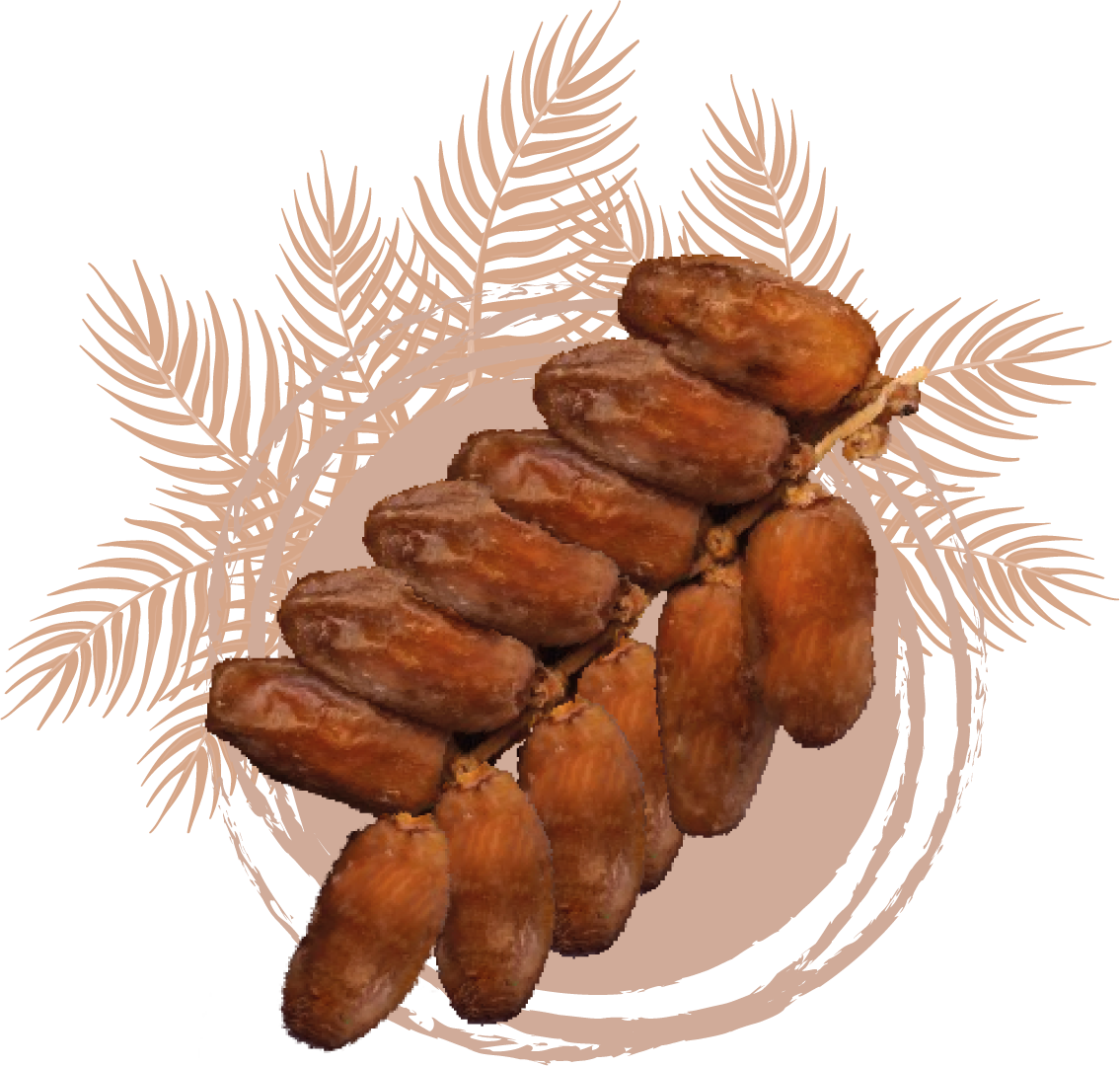 Dattes Deglet Nour Deglet Nour Dates